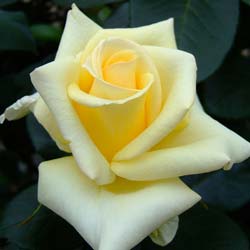 Roseira 'Lemon Beauty'
